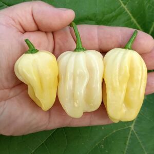 Beyaz habanero biber tohumu acı