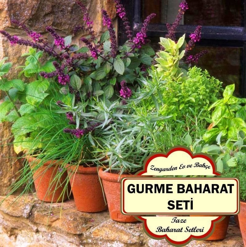 5 adet Gurme mutfak taze baharat fidesi seti