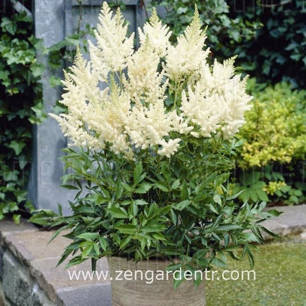 Beyaz astilbe çiçeği yalancı keçisakalı rizomu kökü weisse gloria