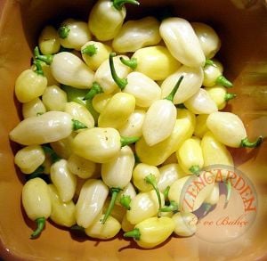 Beyaz habanero biber tohumu acı