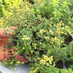 Sarkıcı yayılıcı Lemon Cascata limon kekik fidesi