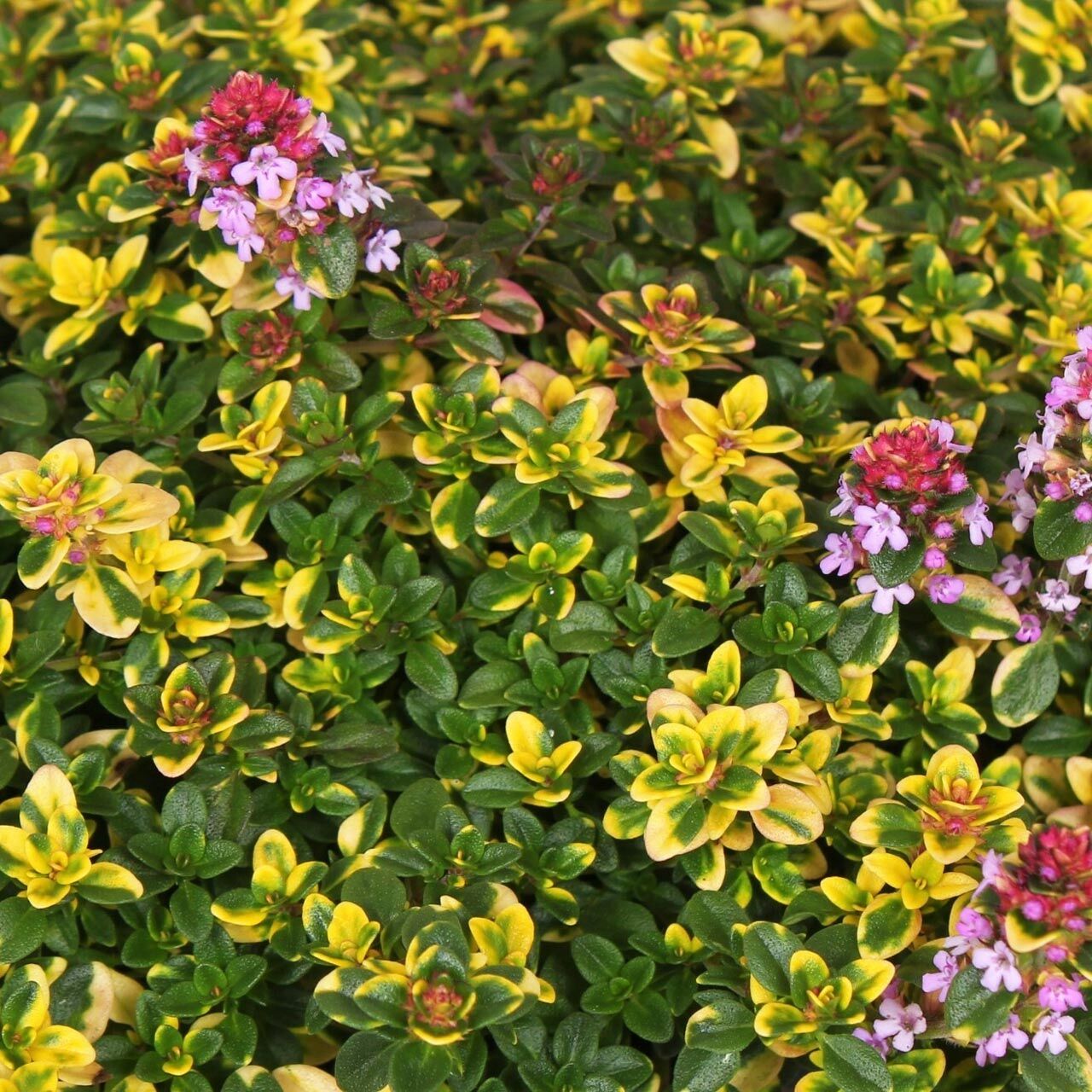 Sarkıcı yayılıcı Lemon Cascata limon kekik fidesi