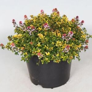 Sarkıcı yayılıcı Lemon Cascata limon kekik fidesi