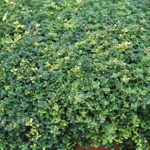 Sarkıcı yayılıcı Lemon Cascata limon kekik fidesi