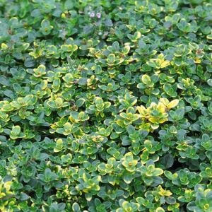 Sarkıcı yayılıcı Lemon Cascata limon kekik fidesi