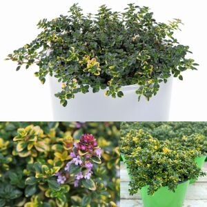 Sarkıcı yayılıcı Lemon Cascata limon kekik fidesi