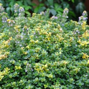 Sarkıcı yayılıcı Lemon Cascata limon kekik fidesi