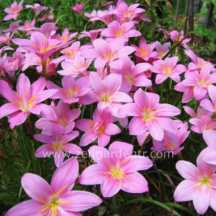 Pembe zıpçıktı soğanı zephyranthes robusta rosea