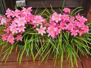 Pembe zıpçıktı soğanı zephyranthes robusta rosea