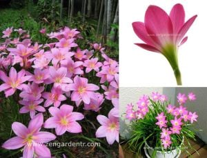 Pembe zıpçıktı soğanı zephyranthes robusta rosea