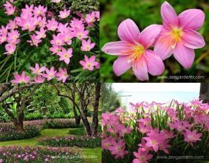 Pembe zıpçıktı soğanı zephyranthes robusta rosea