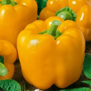 Sarı dolma biber tohumu golden california wonder bell pepper