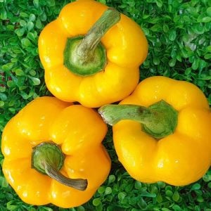 Sarı dolma biber tohumu golden california wonder bell pepper