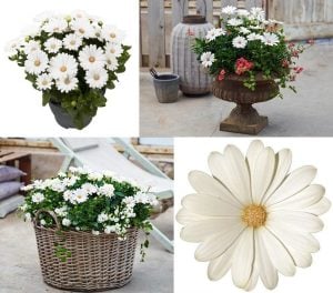 Krem bodrum papatyası fidesi ithal osteospermum erato compact creme