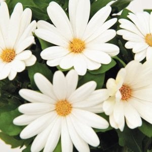 Krem bodrum papatyası fidesi ithal osteospermum erato compact creme