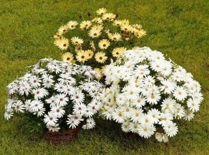 Krem bodrum papatyası fidesi ithal osteospermum erato compact creme