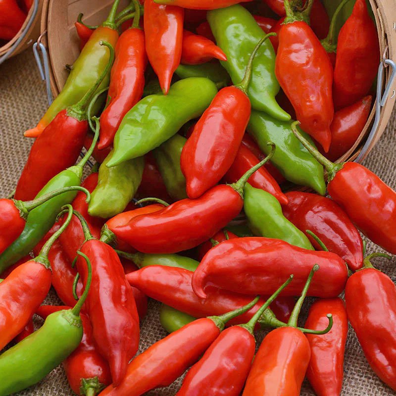 Tatlı Aji Dulce biber tohumu sweet pepper