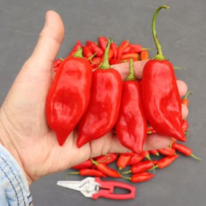 Tatlı Aji Dulce biber tohumu sweet pepper