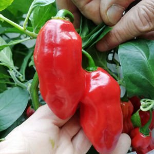 Tatlı Aji Dulce biber tohumu sweet pepper
