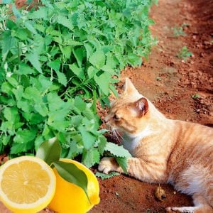 Limonlu kedi nanesi fidesi nepeta cataria lemon catmint
