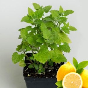 Limonlu kedi nanesi fidesi nepeta cataria lemon catmint