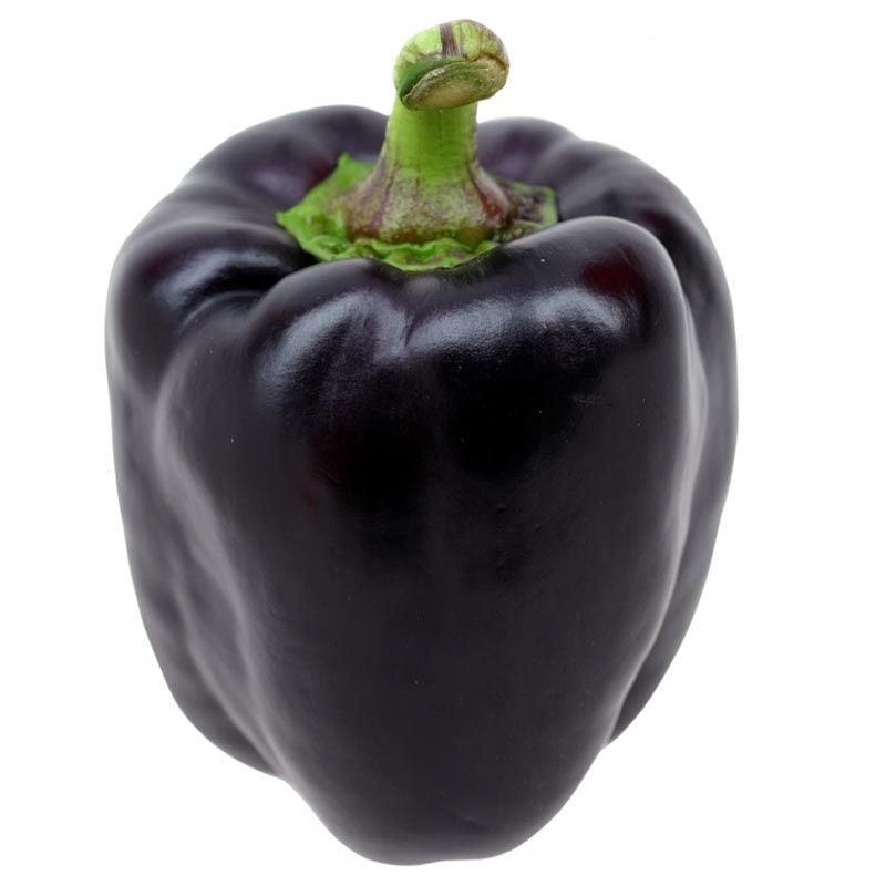 Mor dolmalık biber tohumu sweet purple beauty bell pepper