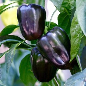 Mor dolmalık biber tohumu sweet purple beauty bell pepper