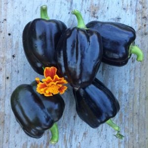 Mor dolmalık biber tohumu sweet purple beauty bell pepper