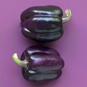 Mor dolmalık biber tohumu sweet purple beauty bell pepper
