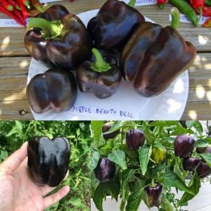 Mor dolmalık biber tohumu sweet purple beauty bell pepper