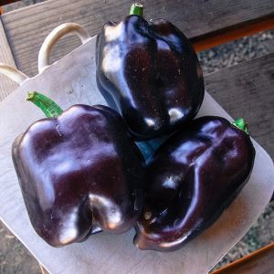 Mor dolmalık biber tohumu sweet purple beauty bell pepper
