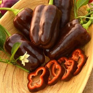 Çikolata renkli biber tohumu pepper sweet chocolate