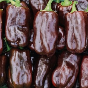 Çikolata renkli biber tohumu pepper sweet chocolate