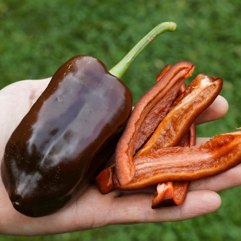 Çikolata renkli biber tohumu pepper sweet chocolate