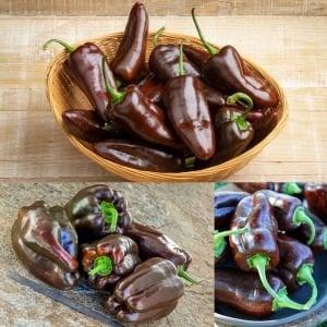 Çikolata renkli biber tohumu pepper sweet chocolate