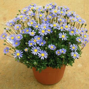 Mavi felisia fidesi felicitara blue felicia amelloides