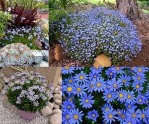 Mavi felisia fidesi felicitara blue felicia amelloides