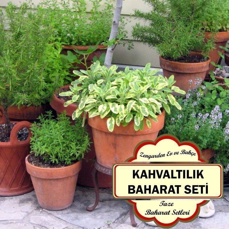 Kahvaltılık taze baharat seti