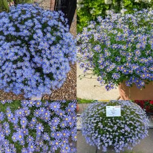 Mavi felisia fidesi felicitara blue felicia amelloides