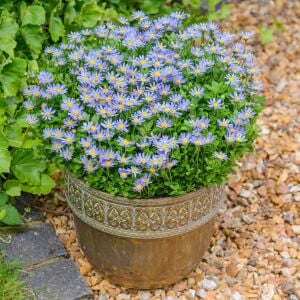 Mavi felisia fidesi felicitara blue felicia amelloides