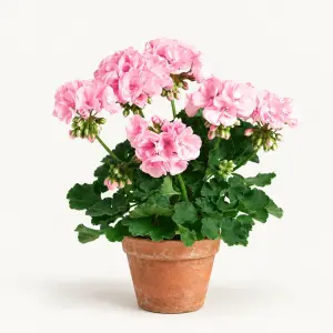 Grandeur Classic Blush Sardunya Fidesi