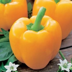 Tatlı sarı Asti biber tohumu sweet pepper