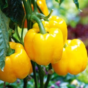 Tatlı sarı Asti biber tohumu sweet pepper