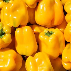 Tatlı sarı Asti biber tohumu sweet pepper