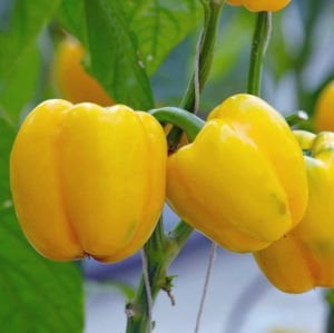 Tatlı sarı Asti biber tohumu sweet pepper