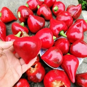 Lesya Tatlı kalp biber tohumu Dünyanın en tatlı biberi