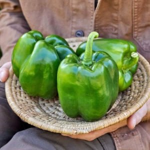 Dev dolmalık biber tohumu emerald giant