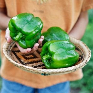Dev dolmalık biber tohumu emerald giant