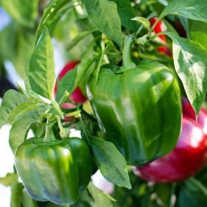 Dev dolmalık biber tohumu emerald giant
