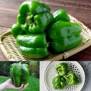 Dev dolmalık biber tohumu emerald giant